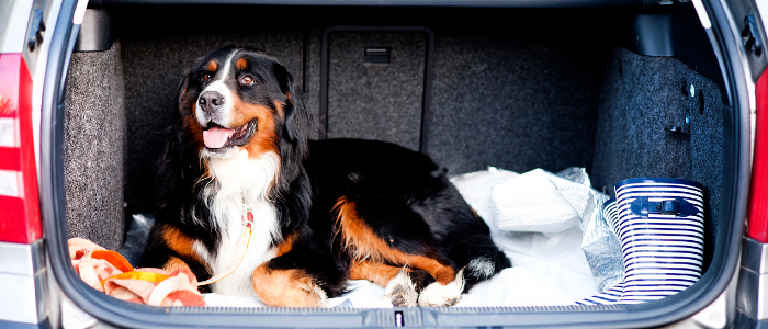 Hunde und Autos – Unsere Tipps und Tricks